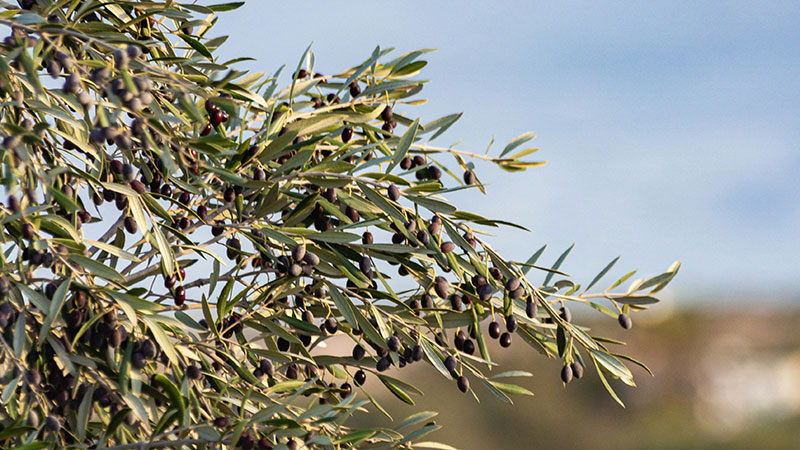 Strada dell’Olio e del Vino del Montalbano, dagli studenti di Pisa e Siena nuove idee per il territorio